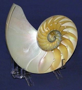 Pearled Nautilus Half Seashell 4 " - 5 " With Stand