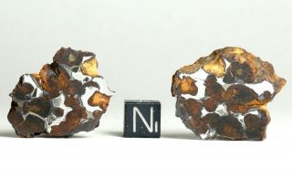 Meteorite Sericho - 25.  3g Split Individual - Polished Pair Pallasite