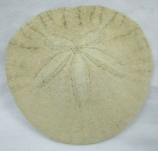 Natural Real Small Pacific Sand Dollar Test 2.  25 " Diameter Vintage Beach Decor