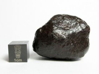 Nwa X Meteorite 31.  68g Cool Cosmic Chondrite