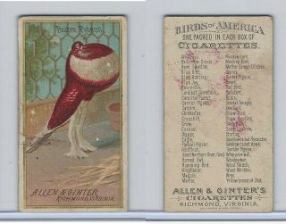 N4 Allen & Ginter,  Birds Of America,  1888,  Pouter Pigeon