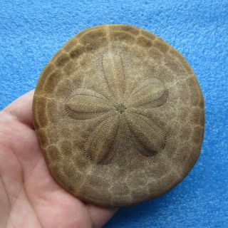 Clypeaster Species 94.  3mm Sea Urchin Sand Dollar