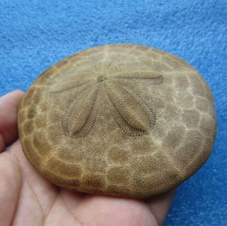 Clypeaster species 94.  3mm Sea urchin Sand dollar 2