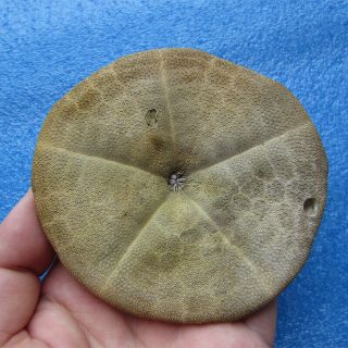 Clypeaster species 94.  3mm Sea urchin Sand dollar 3