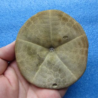 Clypeaster species 94.  3mm Sea urchin Sand dollar 4