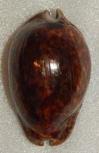 Seashell Cypraea Stercoraria 84.  2mm