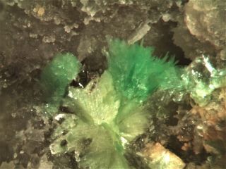Sabugalite Rare Mineral Micromount From Italy