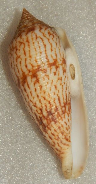 Seashell Conus Australis 93.  1mm W/o Good Size