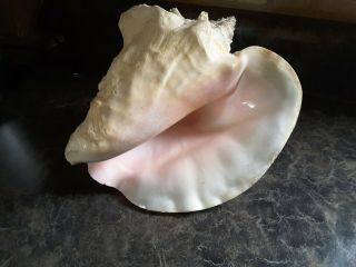 Large Queen Conch Shell Pink Natural Sea Beach Nautical Decor