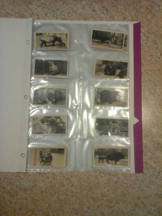 " Zoo " Cigarette Cards Full Set Of 50 Wd And Ho Wills 1926 Rare Set
