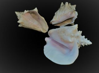 Three Large Vintage Queen Conch Shells.  Two Are 8 " Inches Long.