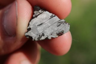 Canyon Diablo Meteorite End Cut 3.  1 Grams