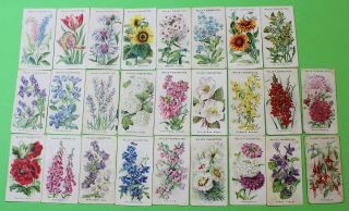 Cigarette Cards W.  D.  & H.  O.  Wills Old English Garden Flowers 1911 26/50 119