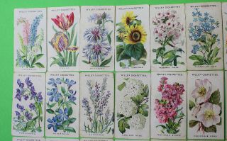 Cigarette Cards W.  D.  & H.  O.  Wills Old English Garden Flowers 1911 26/50 119 2