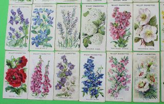 Cigarette Cards W.  D.  & H.  O.  Wills Old English Garden Flowers 1911 26/50 119 4