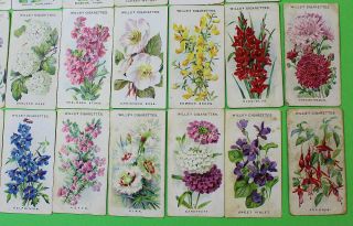 Cigarette Cards W.  D.  & H.  O.  Wills Old English Garden Flowers 1911 26/50 119 5
