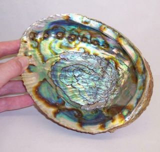 Large Vintage Abalone Paua Shell Iridescent Natural Mother Of Pearl Seashell