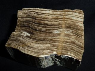 Cut And Polished Section Of Petrified Wood