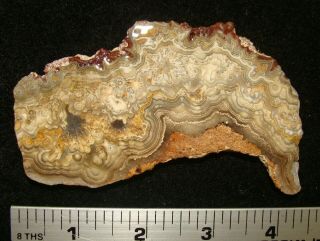 Wild CRAZY LACE AGATE slab … old time stock … Mexico 4