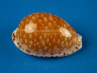 Cypraea Gaskoini,  Pattern,  20.  2mm,  Hawaii Shell