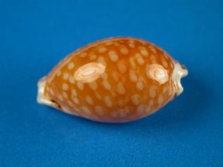 Cypraea gaskoini,  Pattern,  20.  2mm,  Hawaii Shell 2