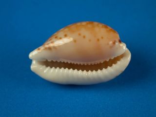 Cypraea gaskoini,  Pattern,  20.  2mm,  Hawaii Shell 3