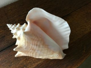 Large 8” Pink Queen Conch Seashell Beach Nautical Decor