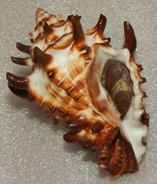Seashell Vasum Tubiferum 79.  3mm W/o