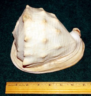 Large Vintage Helmet Conch Sea Shell Seashell 7 In X 5 In X 5 In