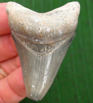 Classic Golden Beach Venice Florida Fossil Megalodon Shark Tooth Meg Teeth Scuba