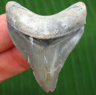 Sharp Bone Valley Megalodon Fossil Shark Tooth Florida Teeth Miocene