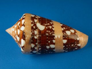 Conus Ammiralis,  Dark Pattern,  58.  2mm,  Philippines Shell