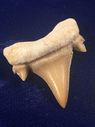 Quality Double - Cusped Otodus Obliquus Fossil Shark Tooth Megalodon Anc.  Morocco