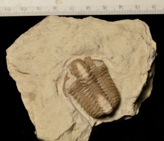 Fossil Trilobite - Calymene Clavicula From Oklahoma