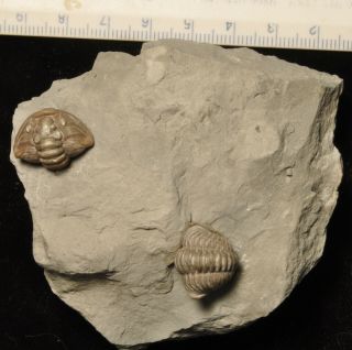 Fossil Trilobites - Flexicalymene Retrosa From Ohio 2