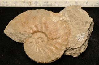 Fossil Ammonite - Schloenbachia Varians From England