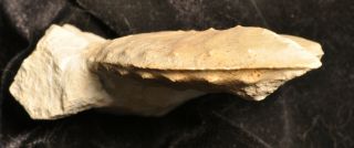 Fossil ammonite - Schloenbachia varians from England 3