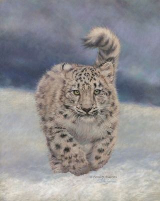 Snow Leopard Notecard Set - Pastels By Fiona Anderson