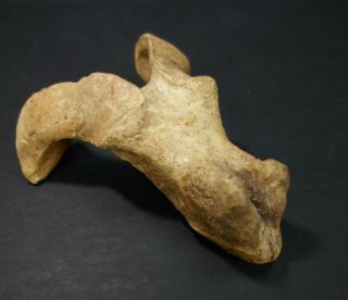 Cast Resin Fossil Vertebrae Goat Head Horn Pagan Ritual Viking