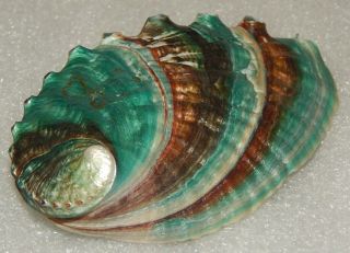 Seashell Haliotis Discus Hannai 104.  9mm Good Size