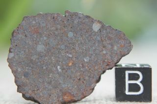 Nwa 12515 L4 Chondrite Meteorite 10.  6 Gram Full Slice Packed With Chondrules
