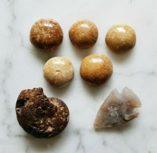 Set Of Fossilized Sand Dollars Rough Ammonite And Sc Stone Arrow Head