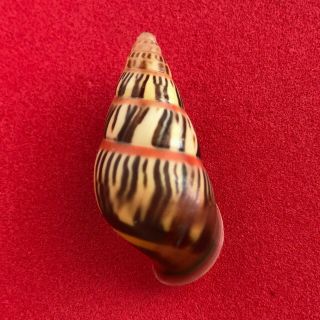 Tree Snail Amphidromus Species (selected Colors And Unpopular)