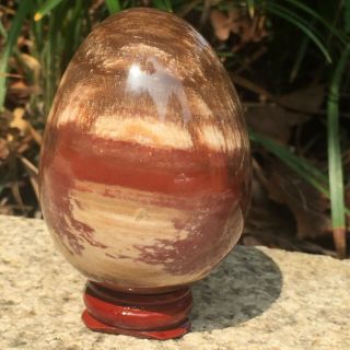 Natural Petrified Wood Fossil Crystal Polished Egg - Shaped Stone Hot 295g