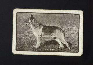 Vintage Australian Swap/playing Card Handsome Alsatian Dog (german Shepherd)