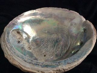 Large Abalone Iridescent Shell 8 1/2” X 7 1/4”