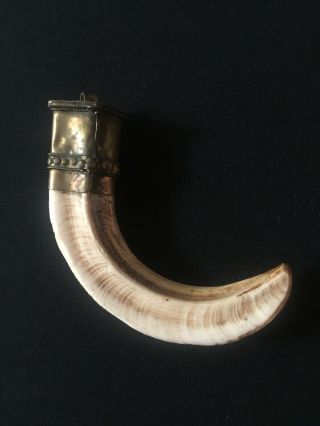 Tibetan Buddhist Amulet Wild Boar Tusk