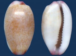 Shell Cypraea Minoridens Blandita Seashell