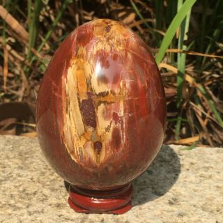 Natural Petrified Wood Fossil Crystal Polished Egg - Shaped Stone Hot 313g