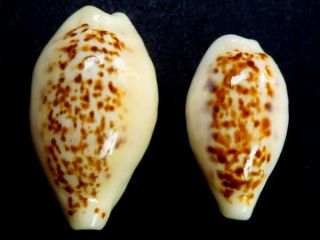 Seashell,  Cowry,  Cypraea Coxeni,  Pair,  Giant And Dwarf